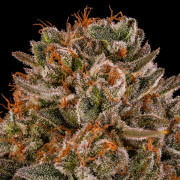 Tropical Velvet Fast CBD