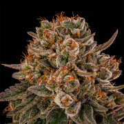 Tropical Velvet Fast CBD