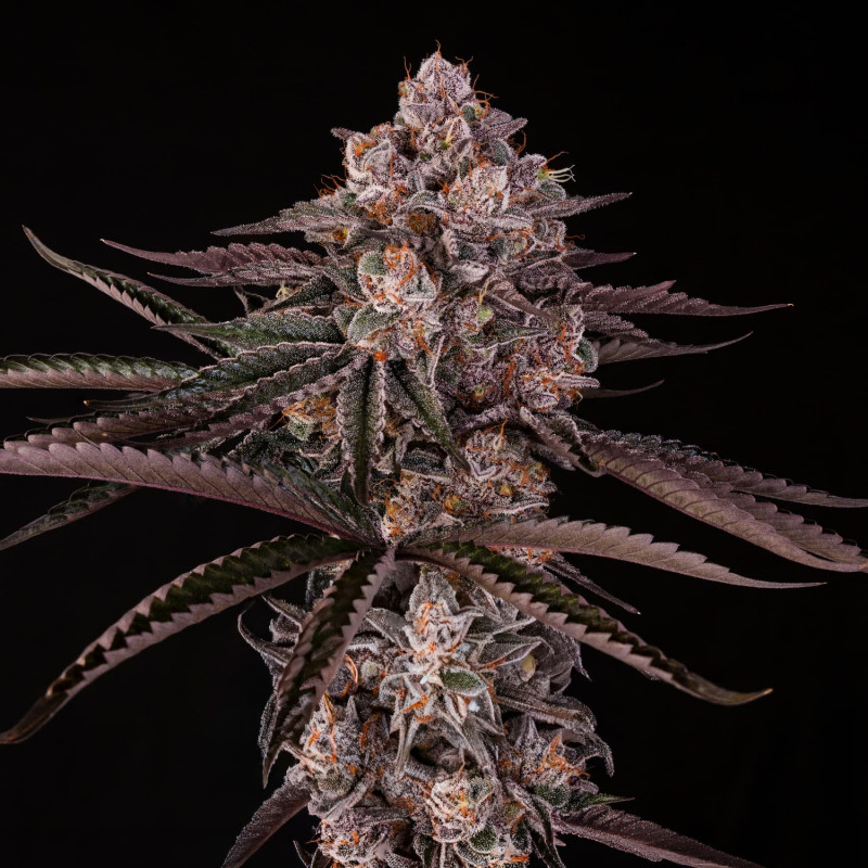 Jamaican Sunset by Julian Marley - 10 seeds