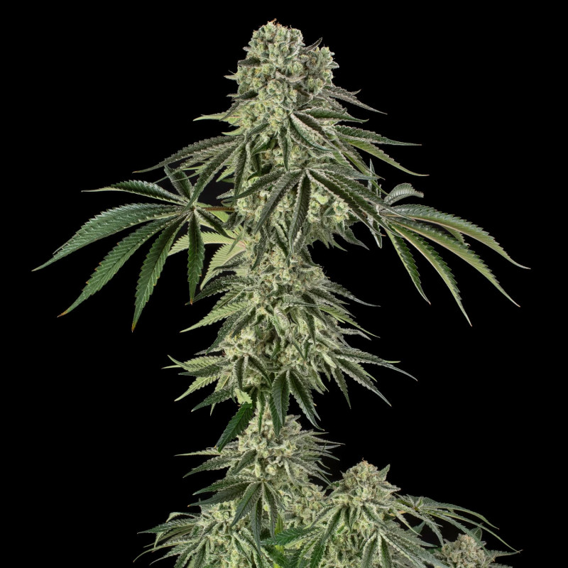 Jamaican Mountain by Julian Marley - 10 seeds
