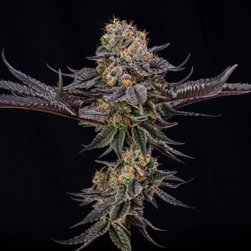 King of Kings by Julian Marley - 3 seeds