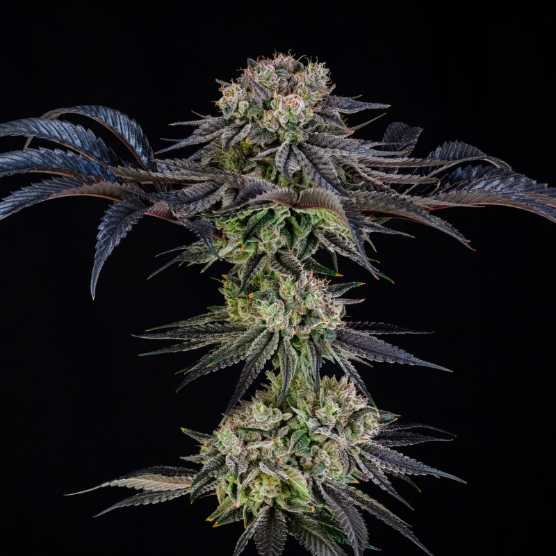 Julian Marley Special : Ultra-Premium Cannabis Seeds