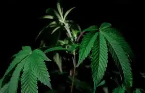 plant de cannabis