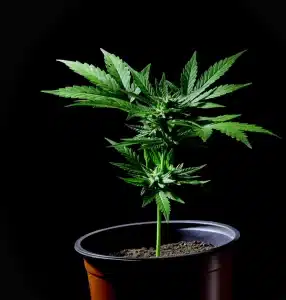 plant cannabis hybride indica
