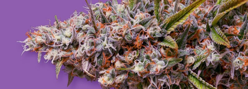 The Incredible Bulk Auto feminized seeds for sale: information and