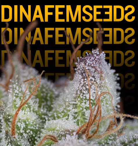 Semi di Dinafem