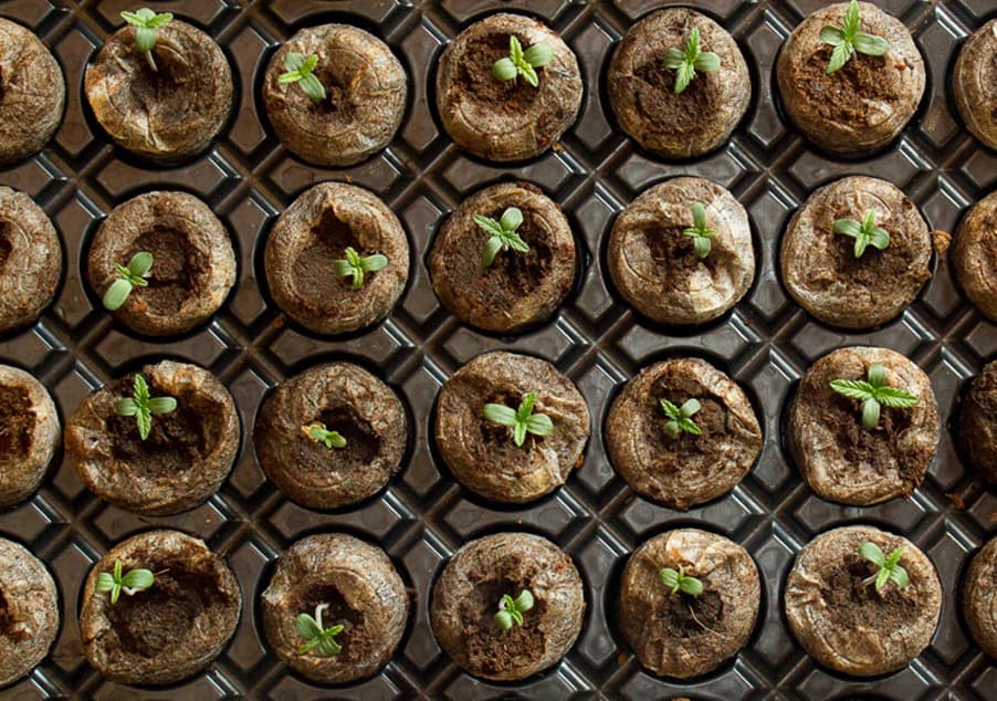 germination cannabis