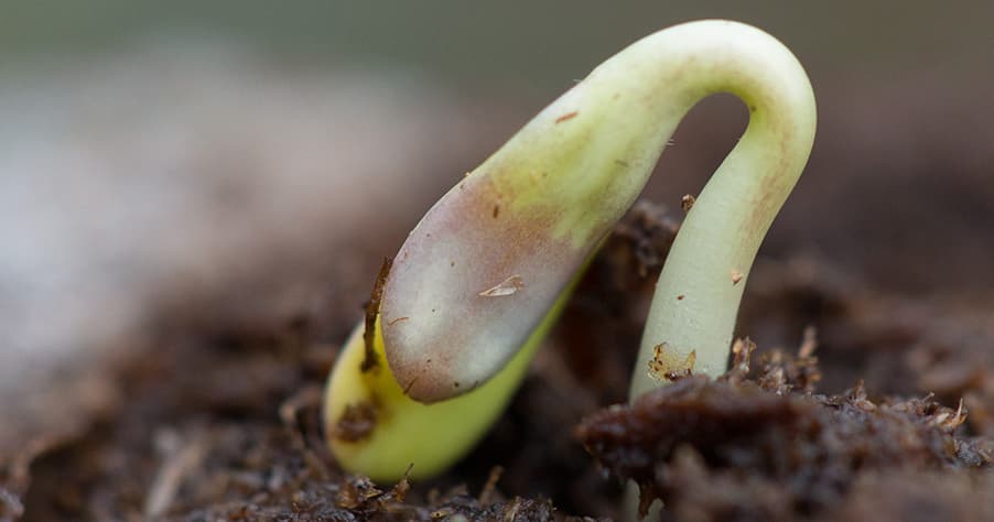 germer graines cannabis