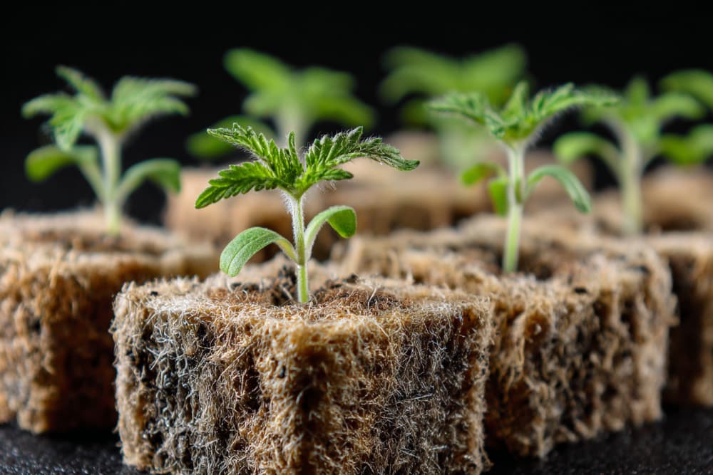 Germination laine de roche cannabis