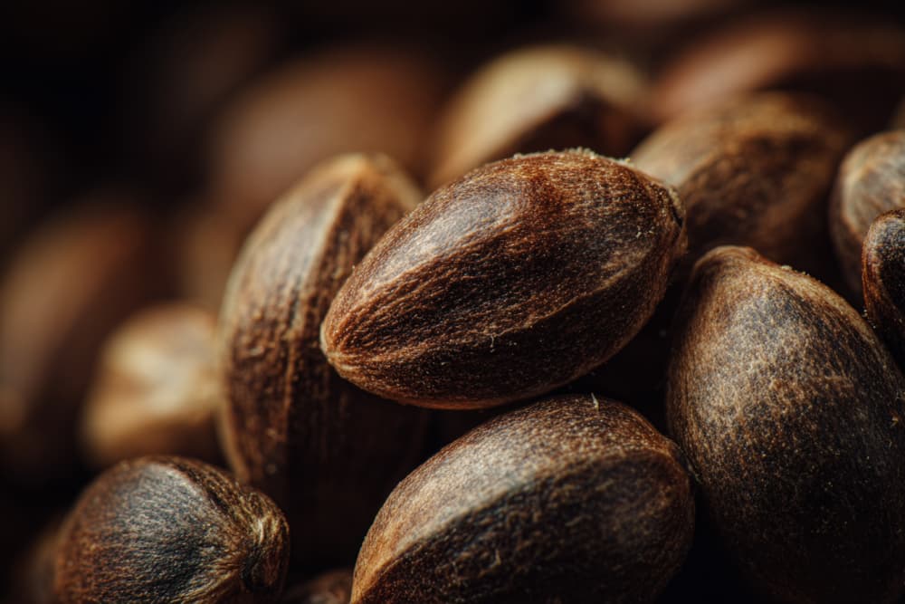 cannabis seeds