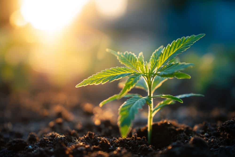 Sun germination cannabis seeds