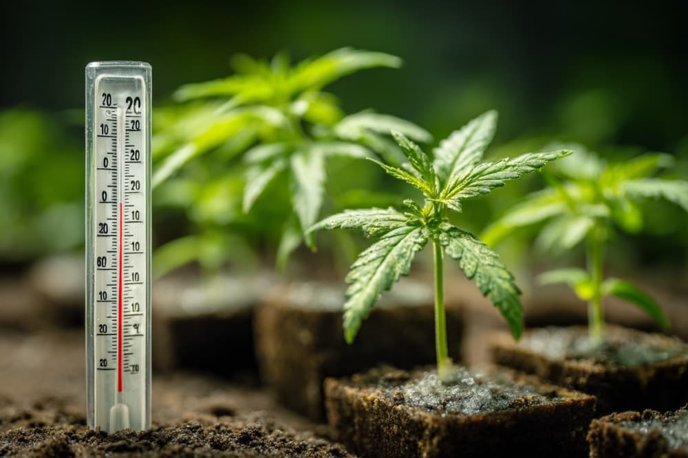 Temperature germination cannabis