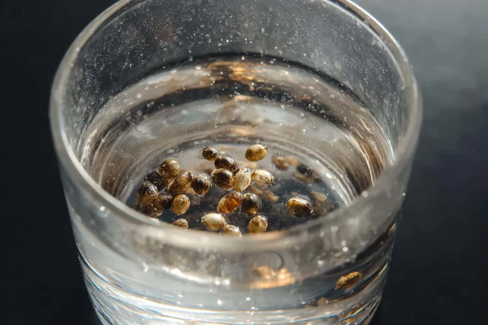 germination verre eau