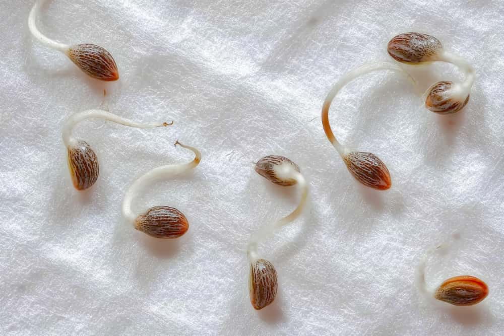 germination paper