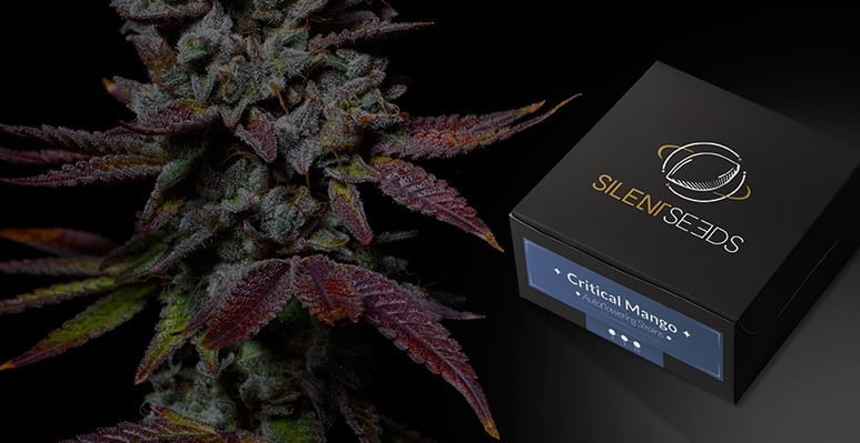 Semi di cannabis per Italia
