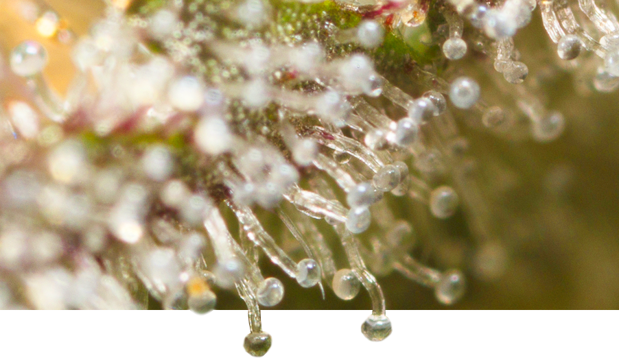 Cannabis seeds from the Dinafem brand